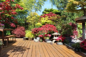 Photo showing some wooden decking stained a teak brown colour, with a group of potted Japanese maples (small acer palmatum trees). These include varieties such as atropurpureum, bloodgood, deshojo and garnet, amongst others.
